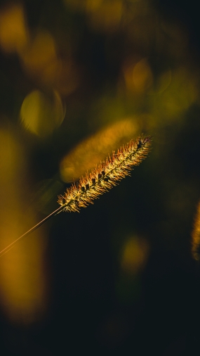 一根狗尾草非主流摄影图片